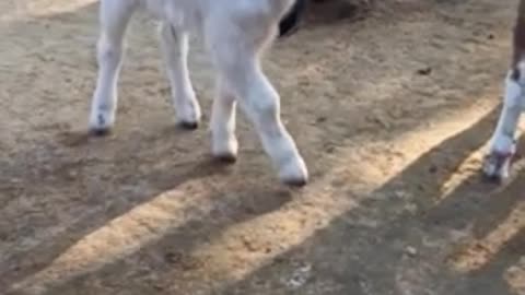 Domestic goat breed baby Chaka Chak