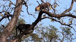 Black Panther Attack Leopard on Tree