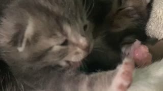 Newborn Kittens on the Farm