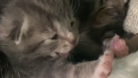 Newborn Kittens on the Farm