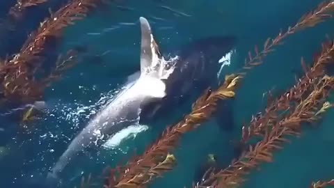 Orca cruising through kelp wood