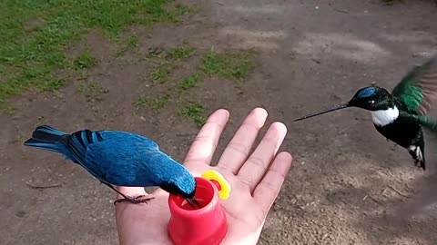 Multiple Birds Being Hand Fed at Zuroloma Birding