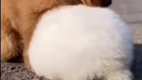 Funny Beautiful Pet Animals Video