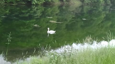 A white swan glides slowly and relaxed on a small lake June 11,2021 Germany - VIDEO