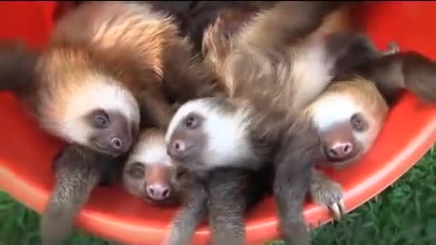 BUCKET OF SLOTHS