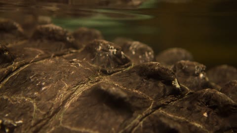 Prehistoric looking skin of Alligator under water