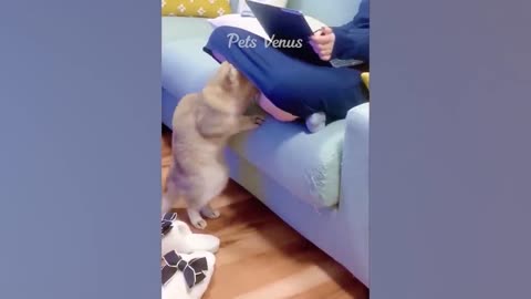 funniest cats and dogs $