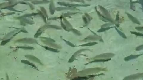 Fish Jumping out of water and over obstacles!