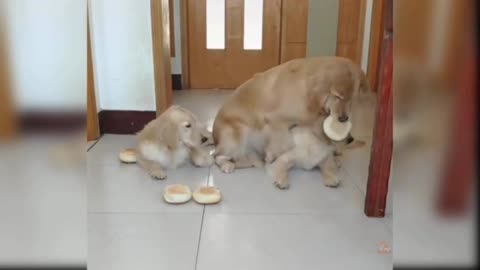 Doge and Beattyfull doges videos