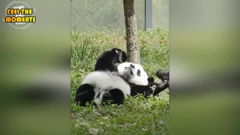 Cute and funny panda baby playing