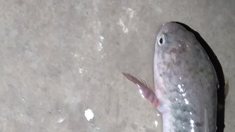 Fish without water ......fish live video...