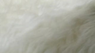 Small black dog on white fur carpet