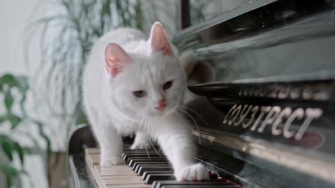 Pretty cat playing piano beautifully