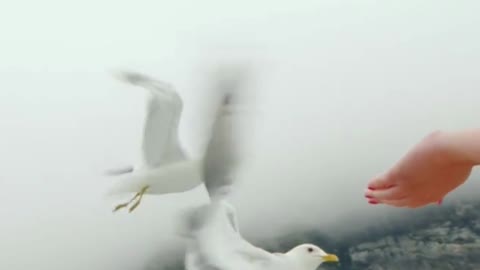 A Woman's Hand Feeds A Flock Of Gulls With A Piece Of Bread # Shorts# FunCinema