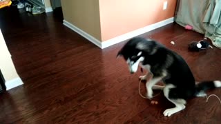 Husky Puppy Afraid To Catch Treat In Her Mouth
