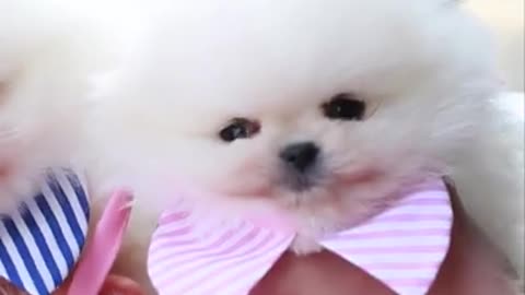 Baby Dogs 🐶 Cute and Funny Dog Videos Puppy Dogs Compilation