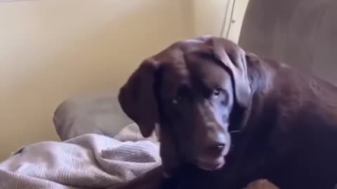 What about me..? Funny Dog Videos 2021