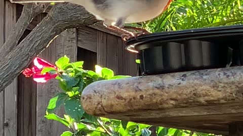 Red Crested Cardinal and Red Whiskered Bulbul Family