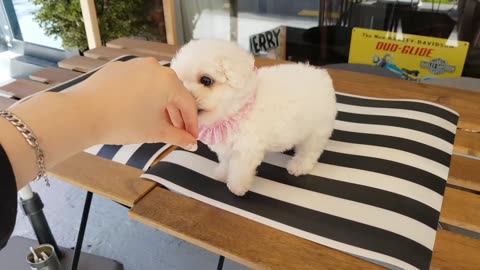 Baby_bichon_frise_video_cutest_puppy_lovely_puppy_