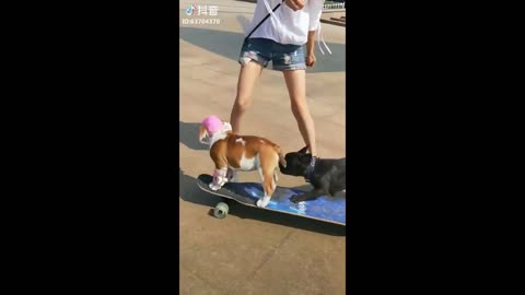 Cute Dogs Compilation of Tik Tok China♡