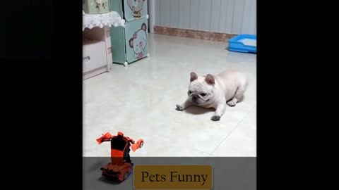 Funny dog ​​is scared by a toy car.