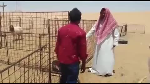 top saudi arabia comedy/very funny