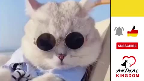 The cat in this video is looking to cool for school