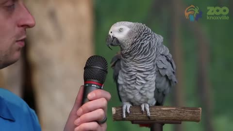 Einstein the african grey pparrot showed off her vocabulary skills with a sounds and words