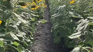 Enjoy the Sunflowers