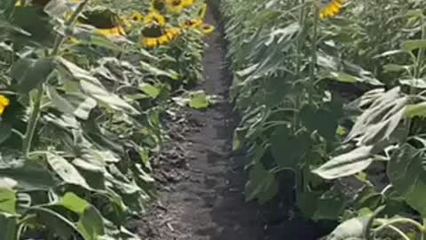 Enjoy the Sunflowers