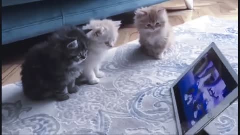 funny cats amazing moments watching on tablet