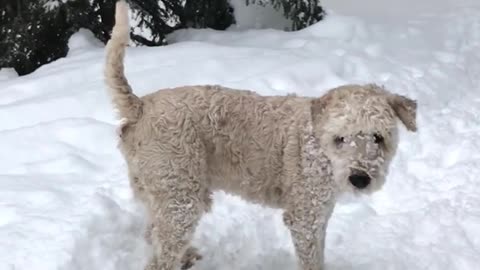 Running white dog faceplants in snow