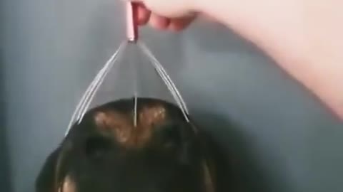 Dog deeply enjoys a massage