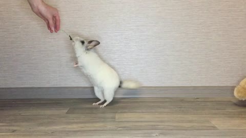 Chinchilla training