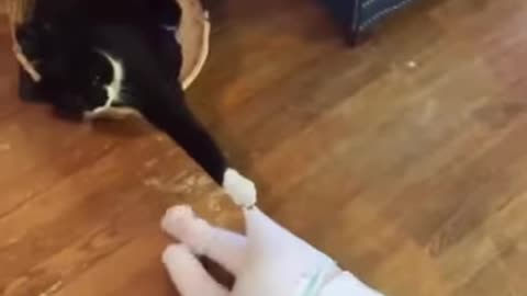 Cats playing with babies 😍 adorable video of cats😘