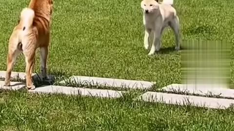 Silly puppies dancing