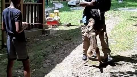 4 week old Belgian Malinois puppy doing some pursuit work.