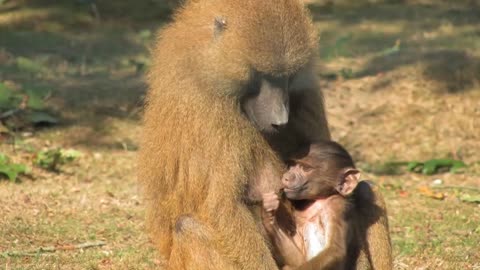 Baboons are known to be intelligent monkeys.