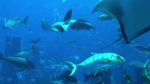 smelled stingray fishes underwater aquarium