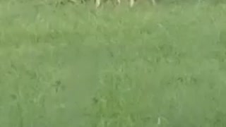 Buck in my yard
