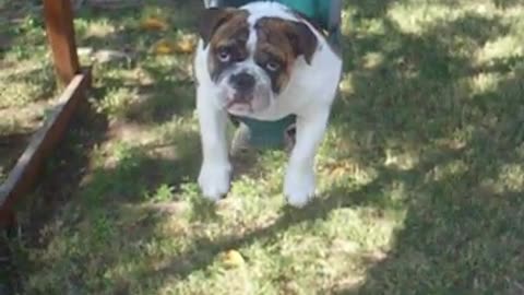 Larry The English Bulldog | Swing Time