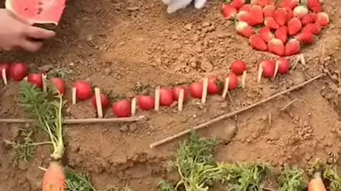 bunny loves to eat watermelon