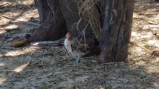 Shy Chicken