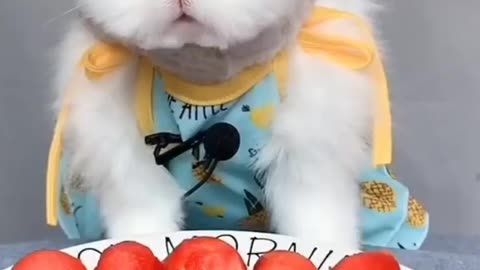 Bunny eating watermelon and carrot