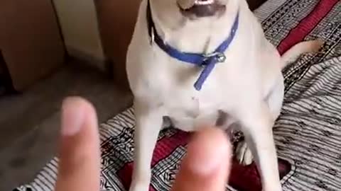 Tiktok Where They Pretend To Throw A Dog