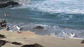 Mama Seal Protects Newborn from Seagulls during First Swim