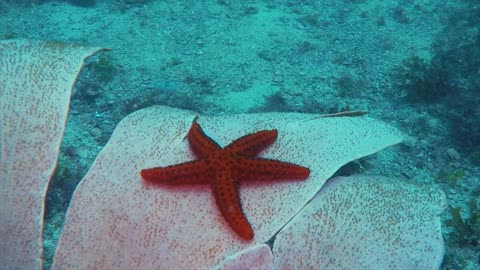 Starfish in a gorgonian