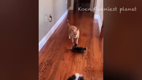 funny dog nd cat video
