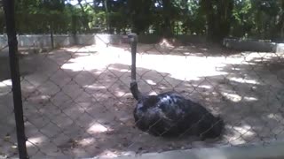 Ostrich relaxes sitting in the park in the shade, it's a very big bird [Nature & Animals]
