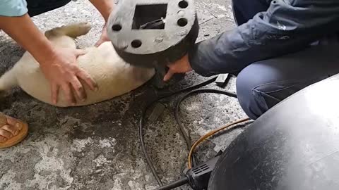 Saving a Puppy with Head Stuck in Metal